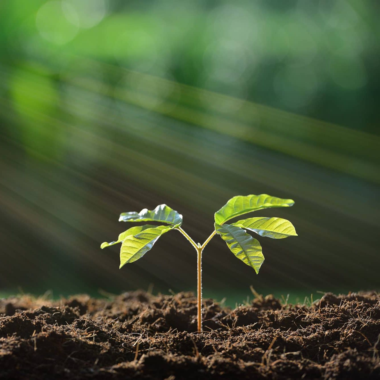 demcon-suster-waste-valorisation